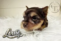 Tiny Little Louie, a male Yorkshire Terrier for sale in Springfield, GA – Photo 7 of 7