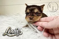 Tiny Little Louie, a male Yorkshire Terrier for sale in Springfield, GA – Photo 5 of 7