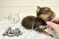 Tiny Little Louie, a male Yorkshire Terrier for sale in Springfield, GA – Photo 2 of 7