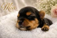Sweet Little Mia, a female Yorkshire Terrier for sale in Springfield, GA – 5 of 7