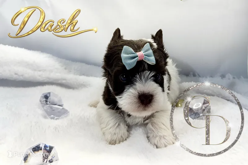 Dash - Quality Yorkie  – Yorkshire Terrier puppy for sale in Springfield, GA