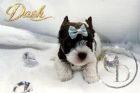 Dash - Quality Yorkie , a male Yorkshire Terrier for sale in Springfield, GA – 7 of 10