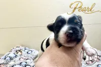 Pearl , a female Yorkshire Terrier for sale in Springfield, GA – 3 of 8