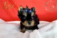 Loki TINY quality doll faced Yorkie puppy , a male Yorkshire Terrier for sale in Springfield, GA – 4 of 8