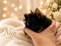 Nico doll faced quality Yorkie  , a male Yorkshire Terrier for sale in Springfield, GA – 5 of 10