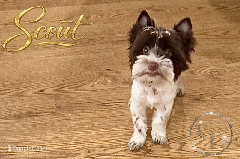 Scout  – Yorkshire Terrier puppy for sale in Springfield, GA
