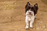 Scout , a female Yorkshire Terrier for sale in Springfield, GA – 4 of 9