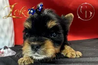 Loki TINY quality doll faced Yorkie puppy , a male Yorkshire Terrier for sale in Springfield, GA – 6 of 9