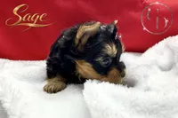 Nico doll faced quality Yorkie  , a male Yorkshire Terrier for sale in Springfield, GA – 10 of 10