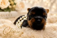 Tiny little Chase , a male Yorkshire Terrier for sale in Springfield, GA – 5 of 5