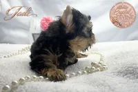 Jade , a female Yorkshire Terrier for sale in Springfield, GA – 3 of 3
