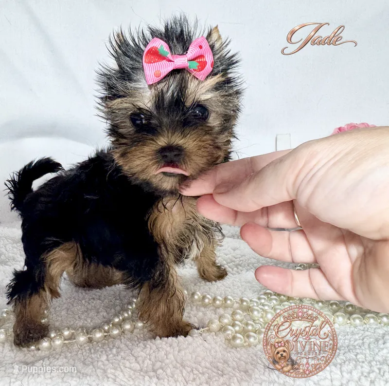 Jade  – Yorkshire Terrier puppy for sale in Springfield, GA
