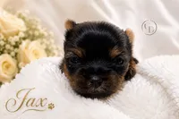 Ch Pedigree Jax , a male Yorkshire Terrier for sale in Springfield, GA – 2 of 5