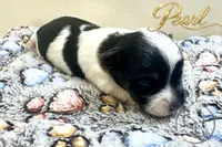 Pearl , a female Yorkshire Terrier for sale in Springfield, GA – 6 of 8