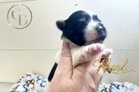 Pearl , a female Yorkshire Terrier for sale in Springfield, GA – 5 of 8