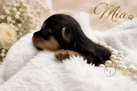 Sweet Little Mia, a female Yorkshire Terrier for sale in Springfield, GA – 2 of 7