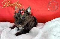 Bentley - Quality Yorkie , a male Yorkshire Terrier for sale in Springfield, GA – 2 of 10