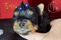 Loki TINY quality doll faced Yorkie puppy , a male Yorkshire Terrier for sale in Springfield, GA – 8 of 9