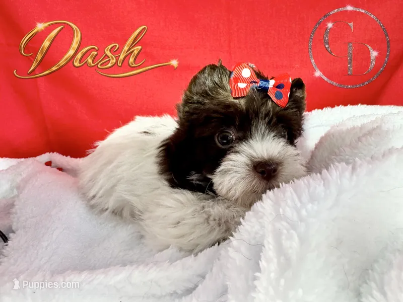 Dash - Quality Yorkie  – Yorkshire Terrier puppy for sale in Springfield, GA