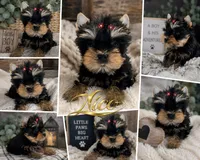 Nico doll faced quality Yorkie  , a male Yorkshire Terrier for sale in Springfield, GA – 6 of 10