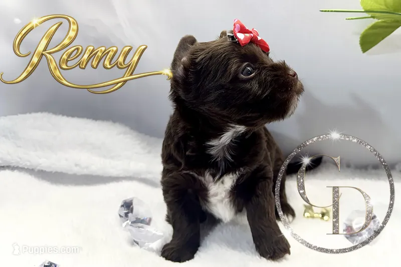 Remy - Quality Yorkie  – Yorkshire Terrier puppy for sale in Springfield, GA