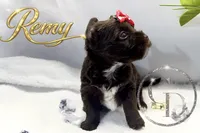 Remy - Quality Yorkie , a male Yorkshire Terrier for sale in Springfield, GA – 7 of 9