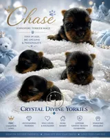Tiny little Chase , a male Yorkshire Terrier for sale in Springfield, GA – 4 of 5