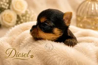 Tiny little Diesel, a male Yorkshire Terrier for sale in Springfield, GA – 3 of 5