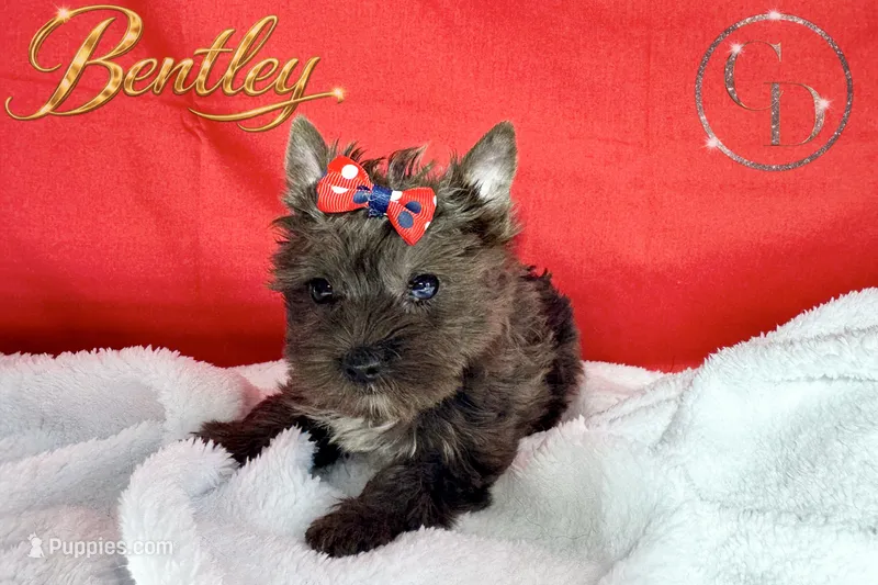 Bentley - Quality Yorkie  – Yorkshire Terrier puppy for sale in Springfield, GA