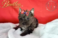 Bentley - Quality Yorkie , a male Yorkshire Terrier for sale in Springfield, GA – 1 of 10