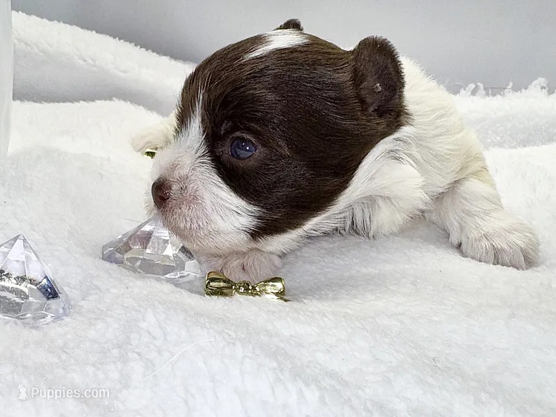 Dash - Quality Yorkie  – Yorkshire Terrier puppy for sale in Springfield, GA