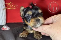 Nico doll faced quality Yorkie  , a male Yorkshire Terrier for sale in Springfield, GA – 3 of 3