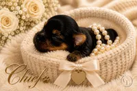 Tiny little Chief , a male Yorkshire Terrier for sale in Springfield, GA – 1 of 6