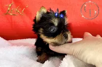 Loki TINY quality doll faced Yorkie puppy , a male Yorkshire Terrier for sale in Springfield, GA – 5 of 8