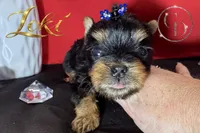 Loki TINY quality doll faced Yorkie puppy , a male Yorkshire Terrier for sale in Springfield, GA – 5 of 9