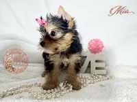Mia, a female Yorkshire Terrier for sale in Springfield, GA – 7 of 7