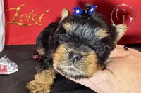Loki TINY quality doll faced Yorkie puppy , a male Yorkshire Terrier for sale in Springfield, GA – 2 of 9