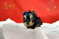 Loki TINY quality doll faced Yorkie puppy , a male Yorkshire Terrier for sale in Springfield, GA – 2 of 8
