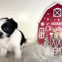 Emmy, a female Pekingese and Yorkshire Terrier for sale in Springfield, GA – Photo 8 of 10