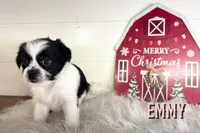 Emmy, a female Pekingese and Yorkshire Terrier for sale in Springfield, GA – Photo 8 of 10