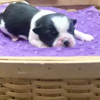 Emmy, a female Pekingese and Yorkshire Terrier for sale in Springfield, GA – Photo 2 of 10