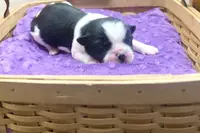 Emmy, a female Pekingese and Yorkshire Terrier for sale in Springfield, GA – Photo 2 of 10