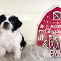 Emmy, a female Pekingese and Yorkshire Terrier for sale in Springfield, GA – Photo 10 of 10