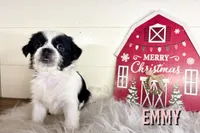 Emmy, a female Pekingese and Yorkshire Terrier for sale in Springfield, GA – Photo 10 of 10