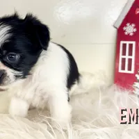 Emmy, a female Pekingese and Yorkshire Terrier for sale in Springfield, GA – Photo 6 of 10