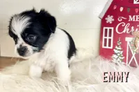 Emmy, a female Pekingese and Yorkshire Terrier for sale in Springfield, GA – Photo 6 of 10