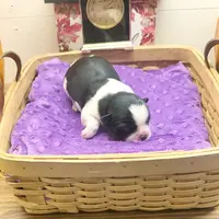 Emmy, a female Pekingese and Yorkshire Terrier for sale in Springfield, GA – Photo 5 of 10