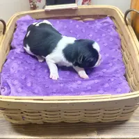 Emmy, a female Pekingese and Yorkshire Terrier for sale in Springfield, GA – Photo 4 of 10