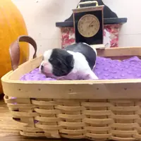 Emmy, a female Pekingese and Yorkshire Terrier for sale in Springfield, GA – Photo 3 of 10