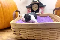 Emmy, a female Pekingese and Yorkshire Terrier for sale in Springfield, GA – Photo 3 of 10